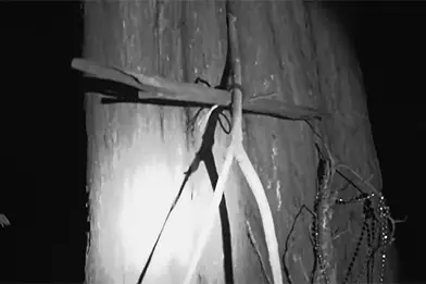 haunted sutro forest