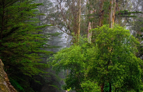 Sutro Forest on Mount Sutro in San Francisco, featured image for Tim Wood's haunted forest investigation