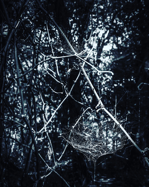 Unusual twig arrangement photographed near Goatman's Bridge
